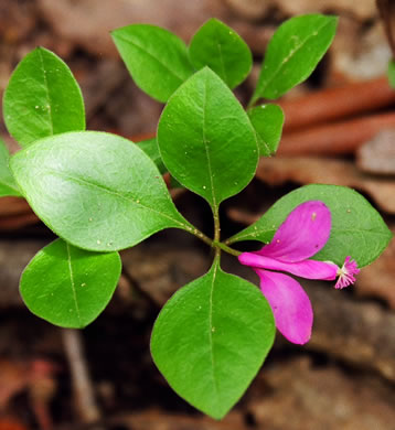 image of Polygaloides paucifolia, Gaywings, Fringed Polygala, Flowering Wintergreen, Bird-on-the-wing