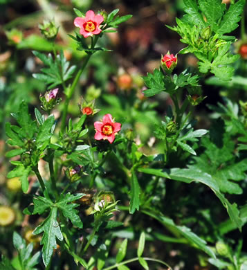 image of Modiola caroliniana, Carolina Bristlemallow, Bristly-mallow, Carolina Mallow