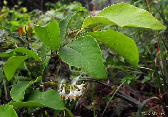 image of Styrax grandifolius, Bigleaf Snowbell, Bigleaf Storax, Large-leaved Storax