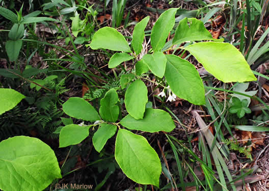 image of Styrax grandifolius, Bigleaf Snowbell, Bigleaf Storax, Large-leaved Storax