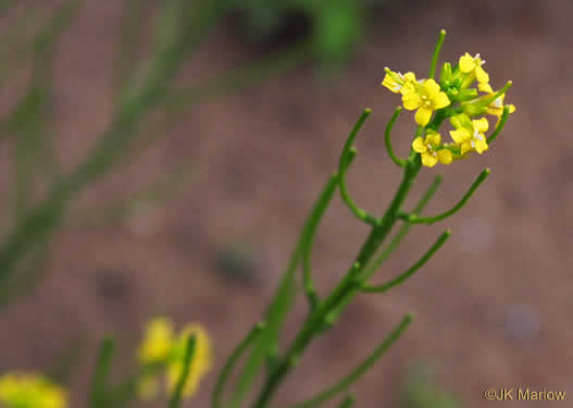 image of Barbarea verna, Early Winter-cress, Creasy