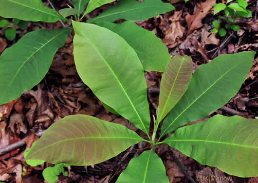 image of Magnolia tripetala, Umbrella Magnolia, Umbrella-tree