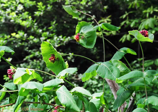 image of Lonicera dioica, Smooth Honeysuckle, Mountain Coral Honeysuckle, Limber Honeysuckle