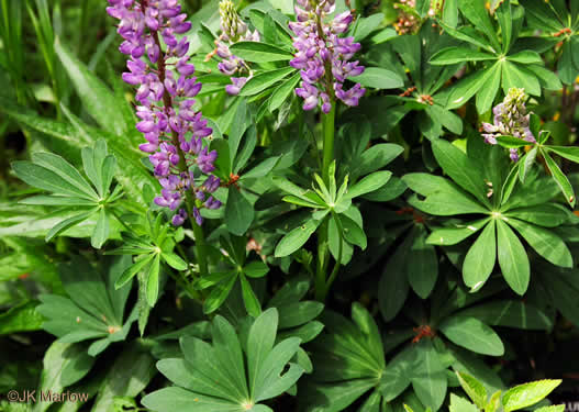 image of Lupinus perennis var. perennis, Northern Sundial Lupine