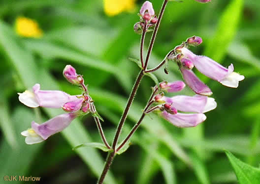 image of Penstemon canescens, Appalachian Beardtongue, Gray's Beardtongue, Eastern Gray Beardtongue