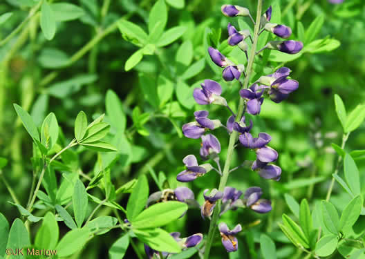 image of Baptisia australis, Tall Blue Wild Indigo, Streamside Blue Indigo, Tall Blue Baptisia