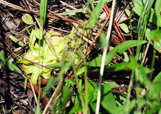 image of Pinguicula caerulea, Blue Butterwort