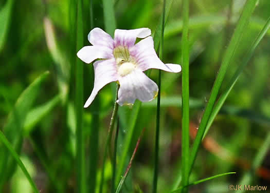 image of Pinguicula caerulea, Blue Butterwort