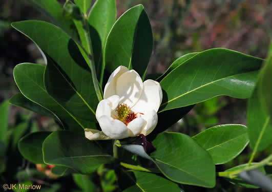 image of Magnolia virginiana +, Sweetbay, Sweetbay Magnolia, Swampbay