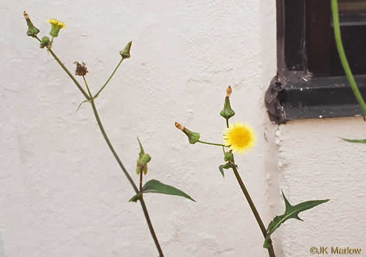 image of Sonchus oleraceus, Annual Sowthistle, Common Sowthistle