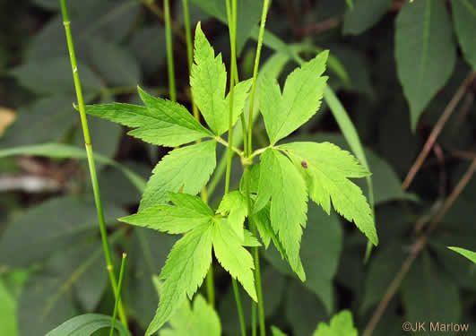 Thimbleweed