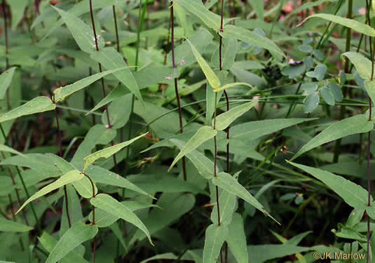 image of Helianthus divaricatus, Woodland Sunflower, Spreading Sunflower