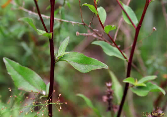 image of Sericocarpus caespitosus, Toothed Whitetop Aster