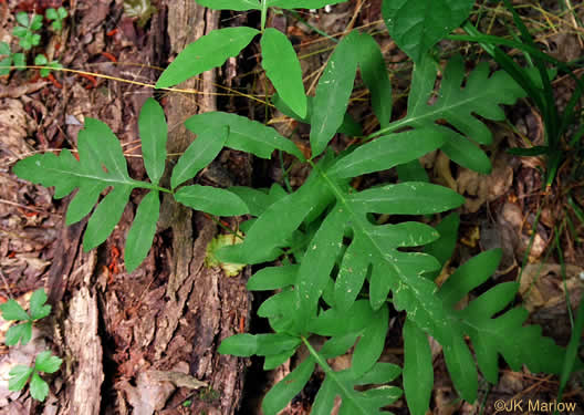 image of Onoclea sensibilis, Sensitive Fern, Bead Fern