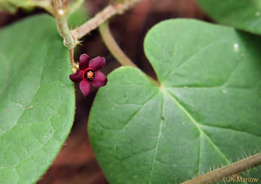 image of Matelea carolinensis, Carolina Spinypod, Climbing Milkweed, Climbing Milkvine, Maroon Carolina Milkvine