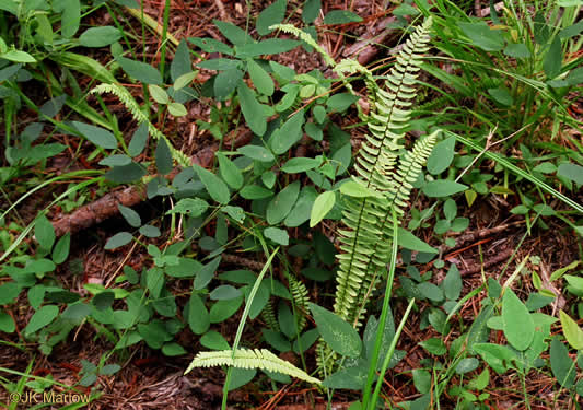 image of Asplenium platyneuron, Ebony Spleenwort