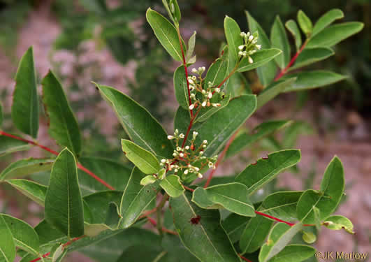 image of Apocynum cannabinum, Indian-hemp, Hemp Dogbane, Marion's Weed