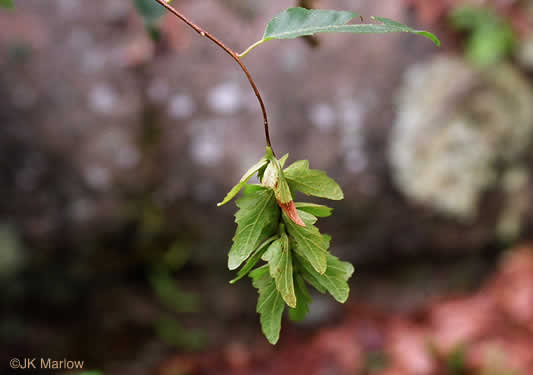 Carpinus caroliniana +, Musclewood, American Hornbeam, Blue-beech, Ironwood