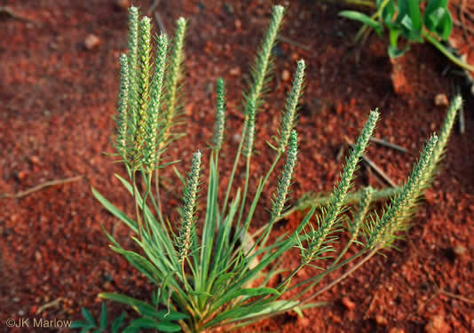 image of Plantago aristata, Bracted Plantain, Large-bracted Plantain, Buckhorn Plantain