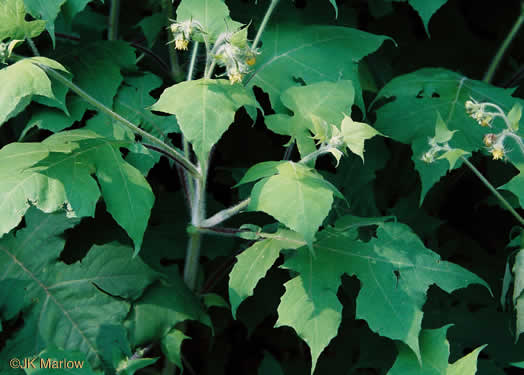 image of Polymnia canadensis, White-flowered Leafcup, Small-flowered Leafcup