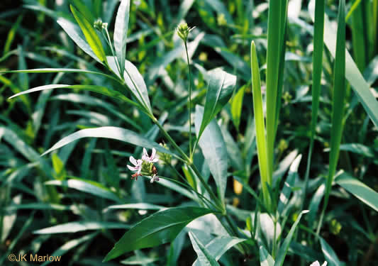 image of Justicia americana, American Water-willow