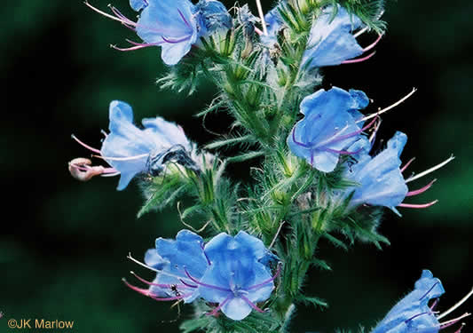 image of Echium vulgare, Viper's-bugloss, Blueweed