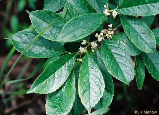 image of Ilex verticillata, Downy Winterberry, "Black Alder"