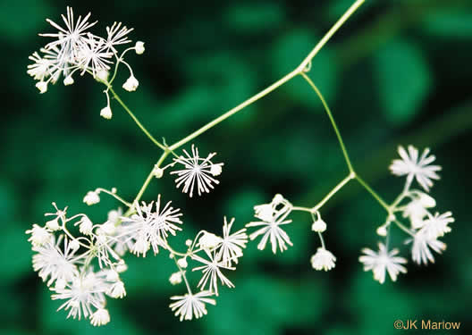 image of Thalictrum pubescens, Common Tall Meadowrue, King-of-the-meadow, Late Meadowrue