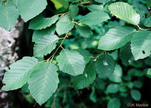 image of Alnus rugosa, Speckled Alder