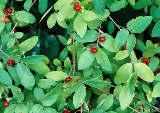 image of Lonicera morrowii, Morrow's Honeysuckle