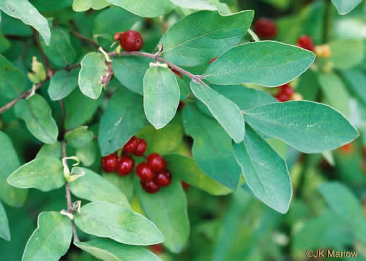 image of Lonicera morrowii, Morrow's Honeysuckle