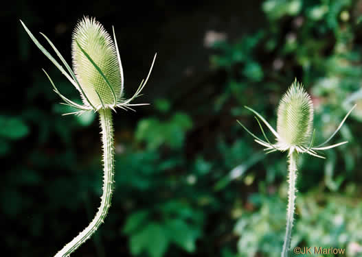 image of Dipsacus fullonum, Wild Teasel, Common Teasel