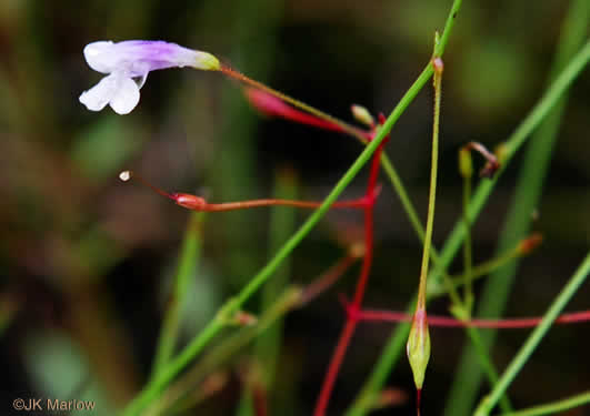 image of Lindernia monticola, Flatrock Pimpernel, Riverbank Pimpernel, False Pimpernel, Piedmont Pimpernel