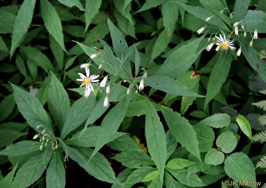 Eurybia chlorolepis, Blue Ridge White Heart-leaved Aster, Mountain Wood-aster