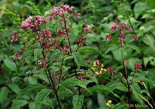 image of Eutrochium maculatum var. maculatum, Spotted Joe-pye-weed