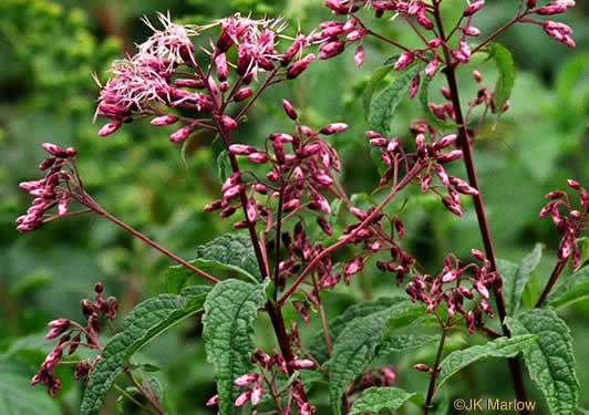 image of Eutrochium maculatum var. maculatum, Spotted Joe-pye-weed