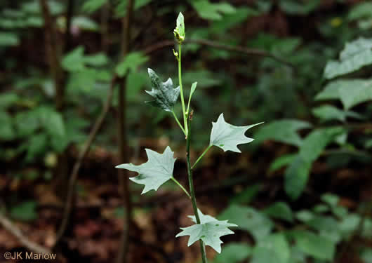 image of Arnoglossum atriplicifolium, Pale Indian-plantain