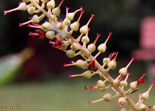 image of Clethra alnifolia, Coastal Sweet-pepperbush, Coastal White-alder