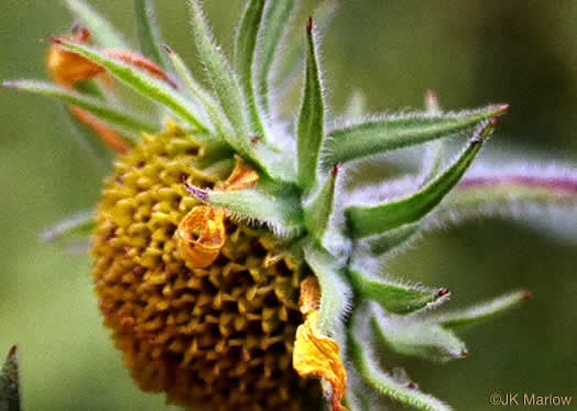 image of Helianthus resinosus, Hairy Sunflower, Resinous Sunflower, Gray Sunflower, Resindot Sunflower