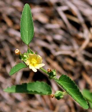 image of Sida spinosa, Prickly Fanpetals, Prickly Sida, Prickly Mallow, False-mallow