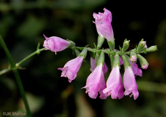 image of Physostegia virginiana ssp. virginiana, Northern Obedient-plant, False Dragonhead