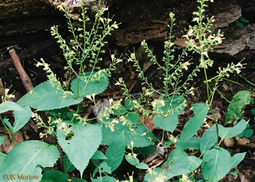 Collinsonia canadensis, Northern Horsebalm, Citronella, Canada Stoneroot, Canada Horsebalm