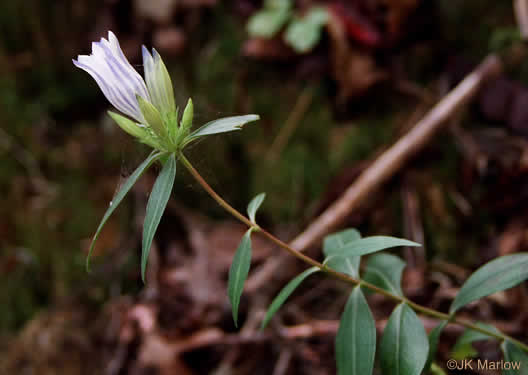 image of Gentiana decora, Appalachian Gentian, Showy Gentian