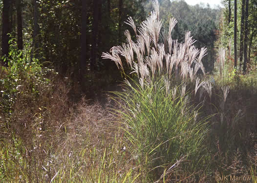 image of Miscanthus sinensis, Chinese Silvergrass, Eulalia