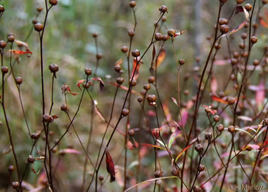 image of Ludwigia alternifolia, Alternate-leaf Seedbox, Bushy Seedbox