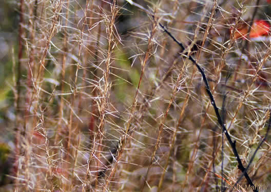 image of Aristida purpurascens, Arrowfeather, Arrowfeather Three-awn