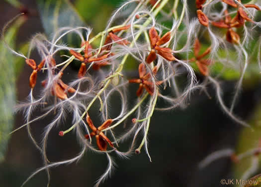 image of Clematis terniflora, Sweet Autumn Clematis, Yam-leaved Clematis, Sweet Autumn Virgin's Bower, Japanese Virgin's-bower