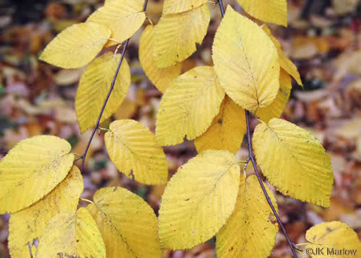 image of Betula lenta var. lenta, Sweet Birch, Cherry Birch, Black Birch, "Mahogany"