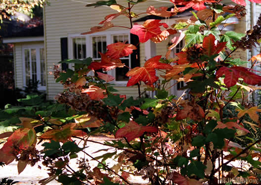 image of Hydrangea quercifolia, Oakleaf Hydrangea