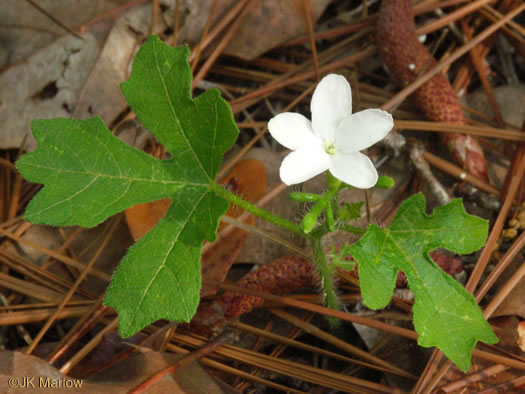 image of Cnidoscolus stimulosus, Spurge-nettle, Tread-softly, Bull-nettle, Finger-rot